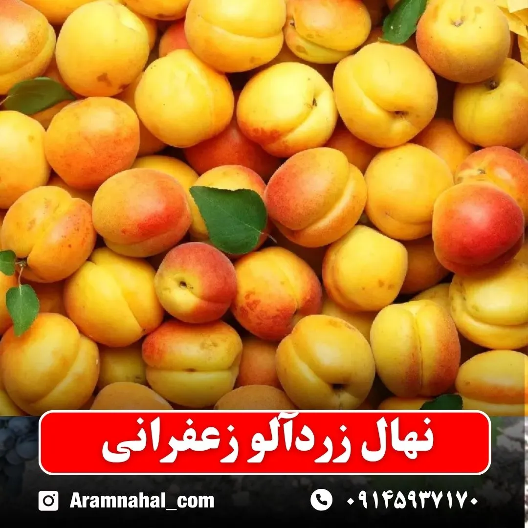 نهال-زردالو-زعفرانی-نهالستان-آرام-نهال