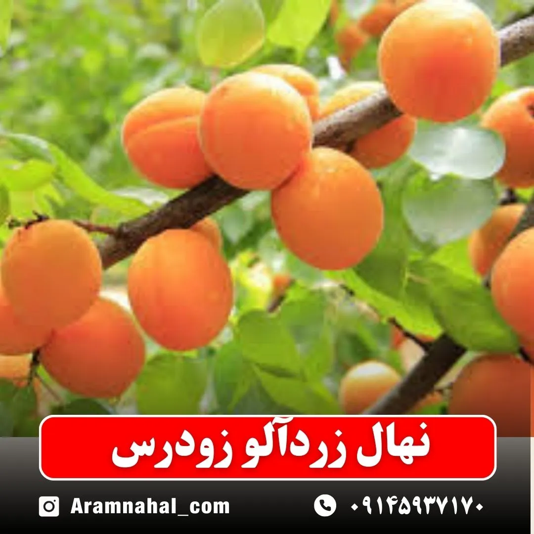 نهال-زردالو-زودرس-نهالستان-آرام-نهال