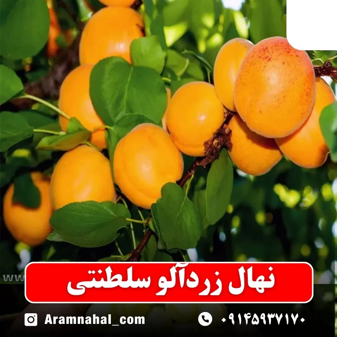 نهال-زردالو-سلطنتی-نهالستان-آرام-نهال
