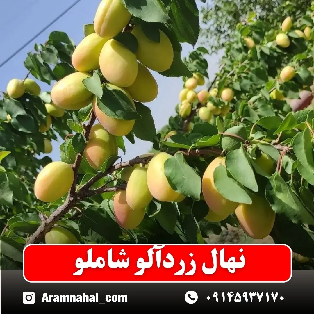 نهال-زردالو-شاملو-نهالستان-آرام-نهال