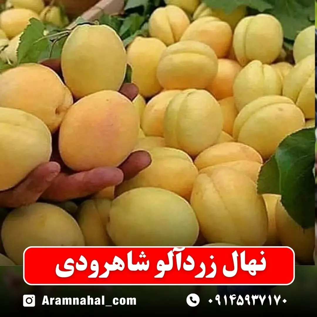 نهال-زردالو-شاهرودی-نهالستان-آرام-نهال