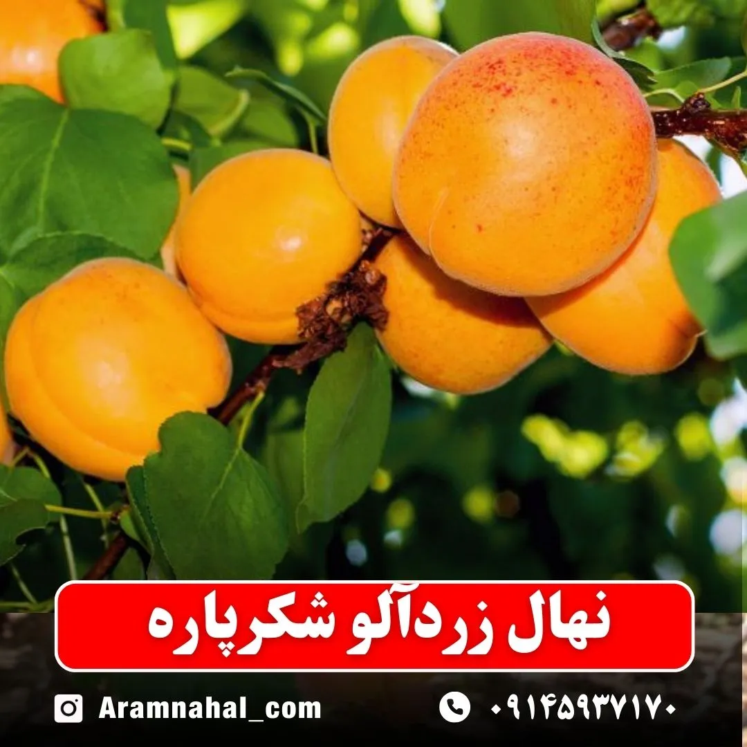 نهال-زردالو-شکر-پاره-نهالستان-آرام-نهال
