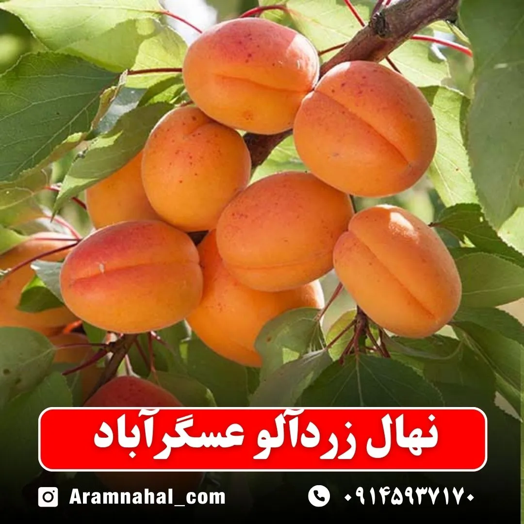 نهال-زردالو-عسگر-آباد-نهالستان-آرام-نهال
