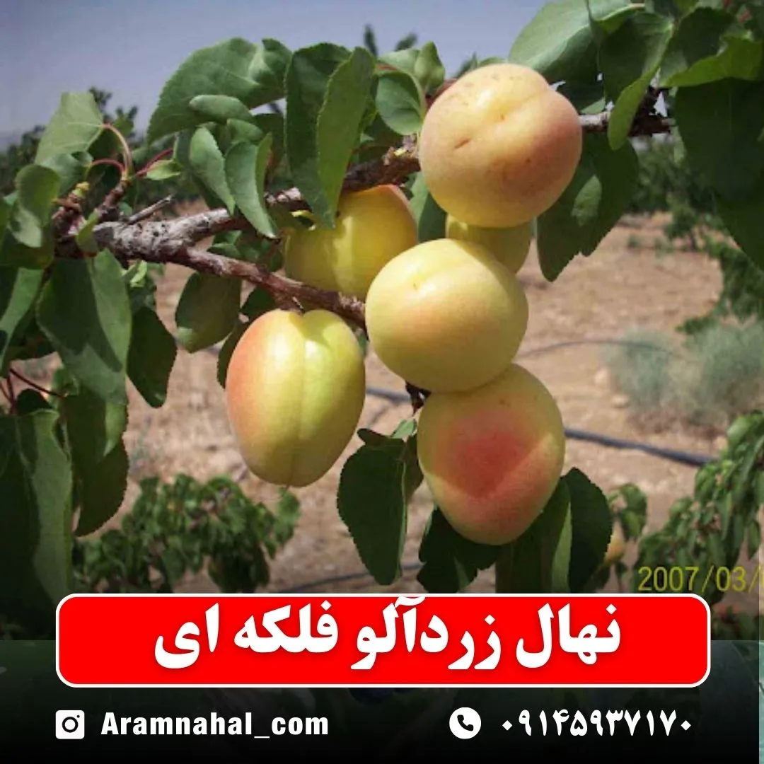 نهال-زردالو-فلکه-ای-نهالستان-آرام-نهال