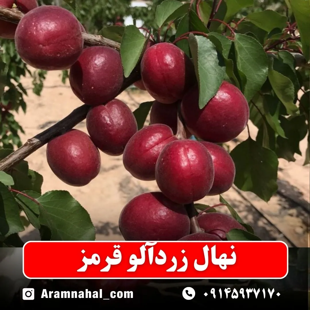 نهال-زردالو-قرمز-نهالستان-آرام-نهال