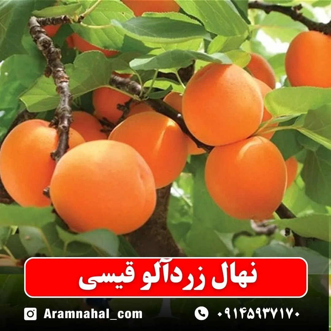 نهال-زردالو-قیسی-نهالستان-آرام-نهال