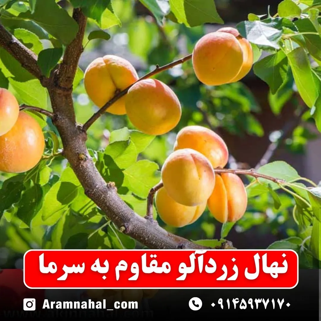 نهال-زردالو-مقاوم-به-سرما-نهالستان-آرام-نهال