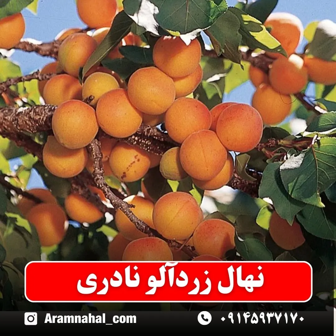 نهال-زردالو-نادری-نهالستان-آرام-نهال
