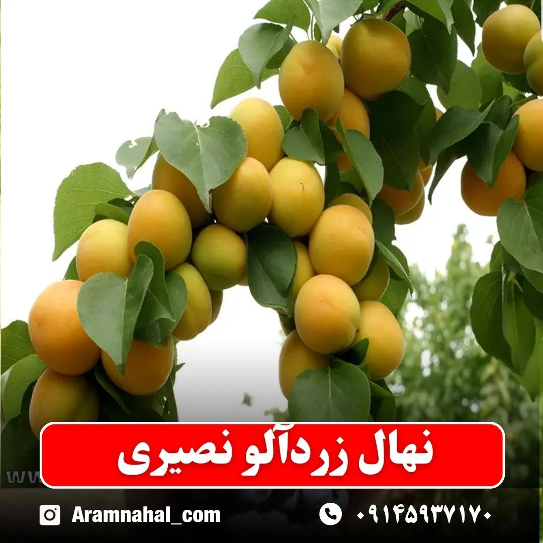 نهال-زردالو-نصیری-نهالستان-آرام-نهال