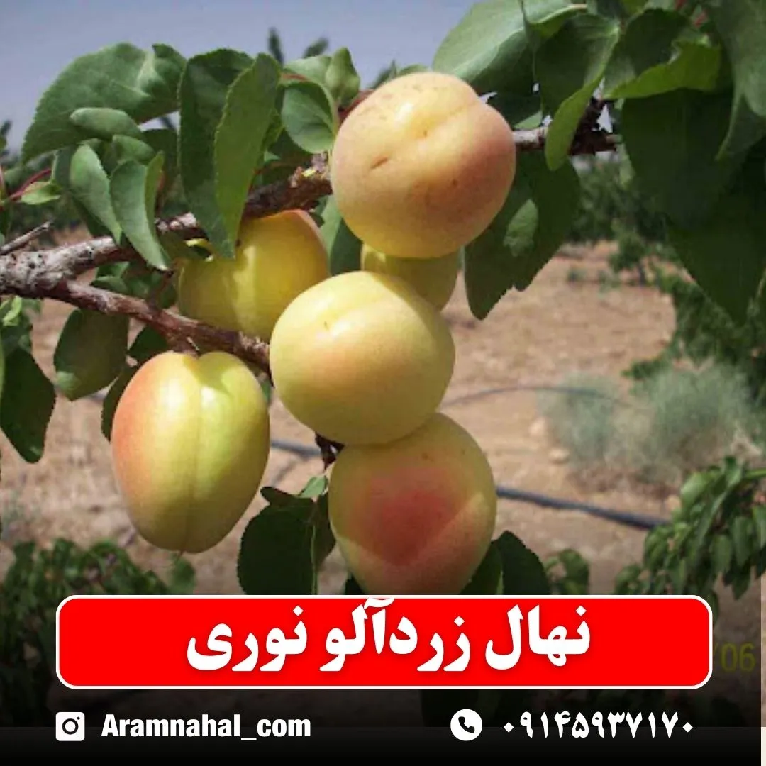 نهال-زردالو-نوری-نهالستان-آرام-نهال