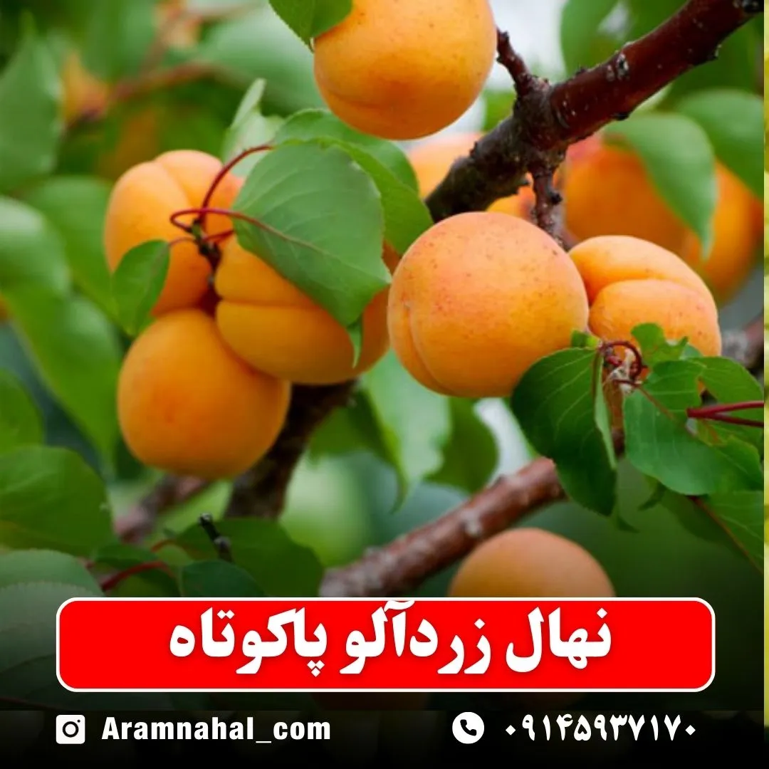 نهال-زردالو-پاکوتاه-نهالستان-آرام-نهال