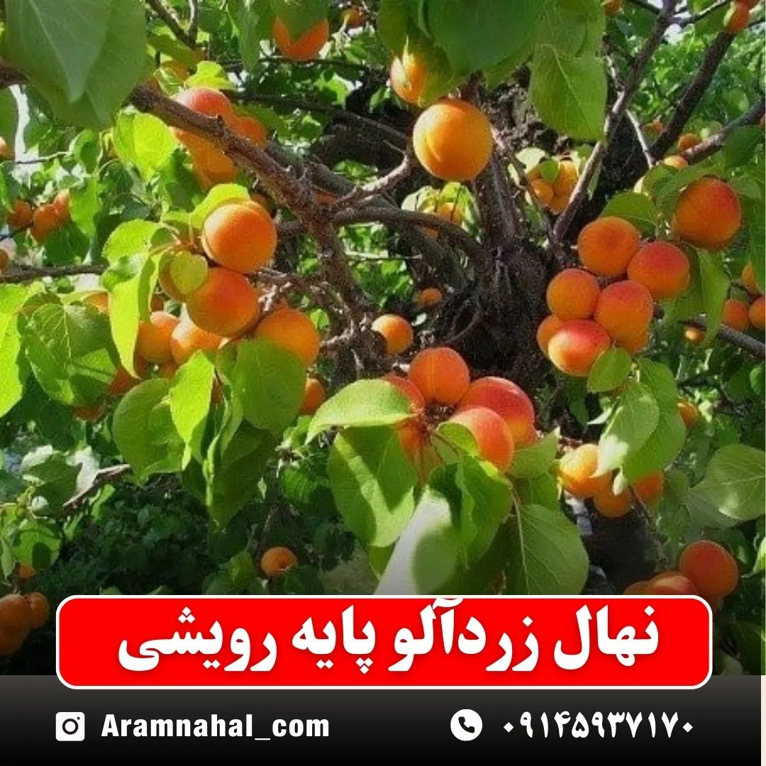 نهال-زردالو-پایه-رویشی-نهالستان-آرام-نهال