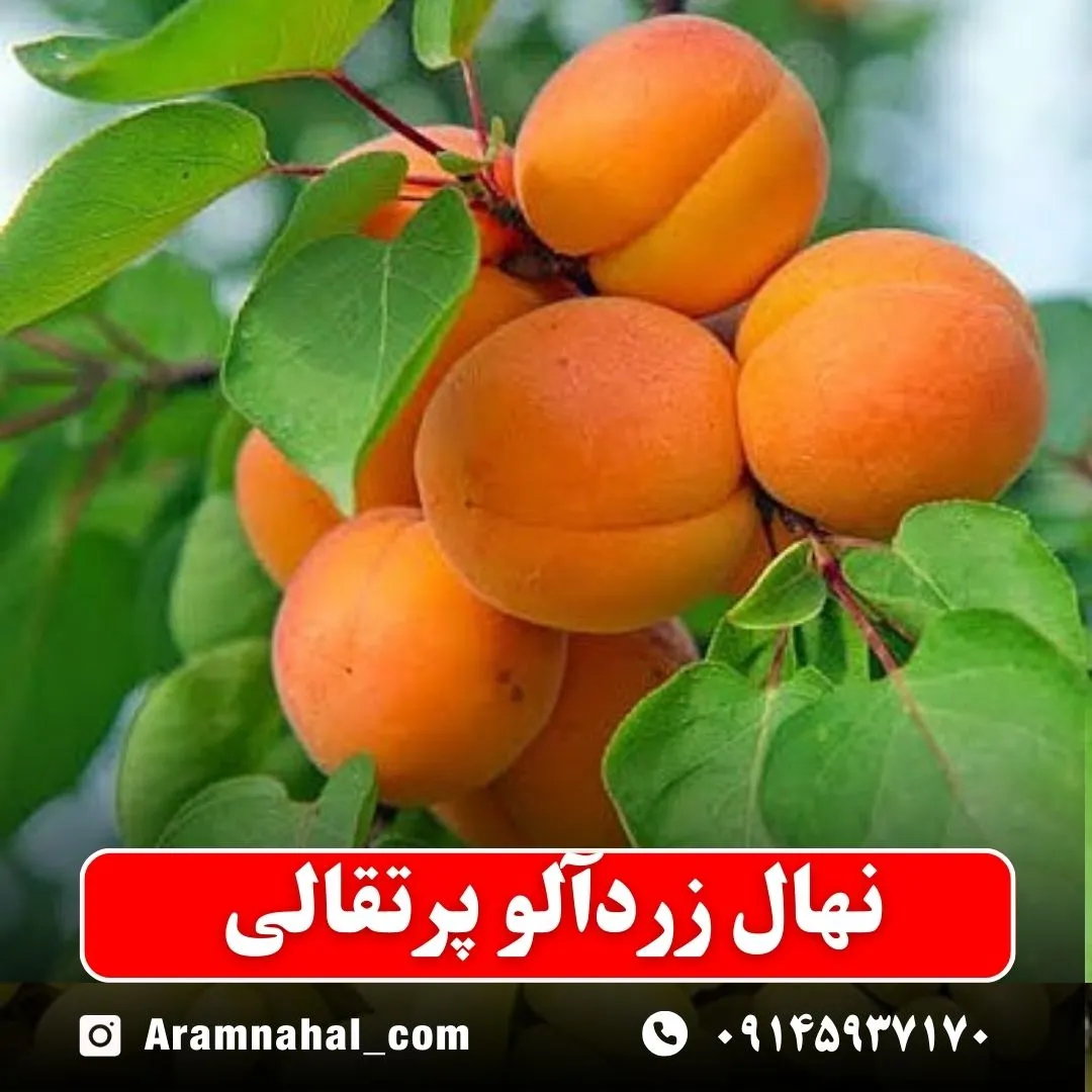 نهال-زردالو-پرتقالی-نهالستان-آرام-نهال