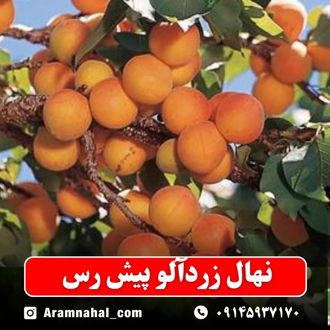 نهال-زردالو-پیش-رس-نهالستان-آرام-نهال