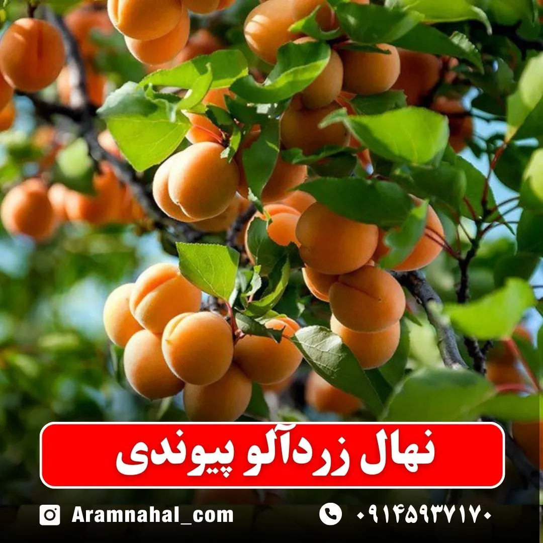 نهال-زردالو-پیوندی-نهالستان-آرام-نهال