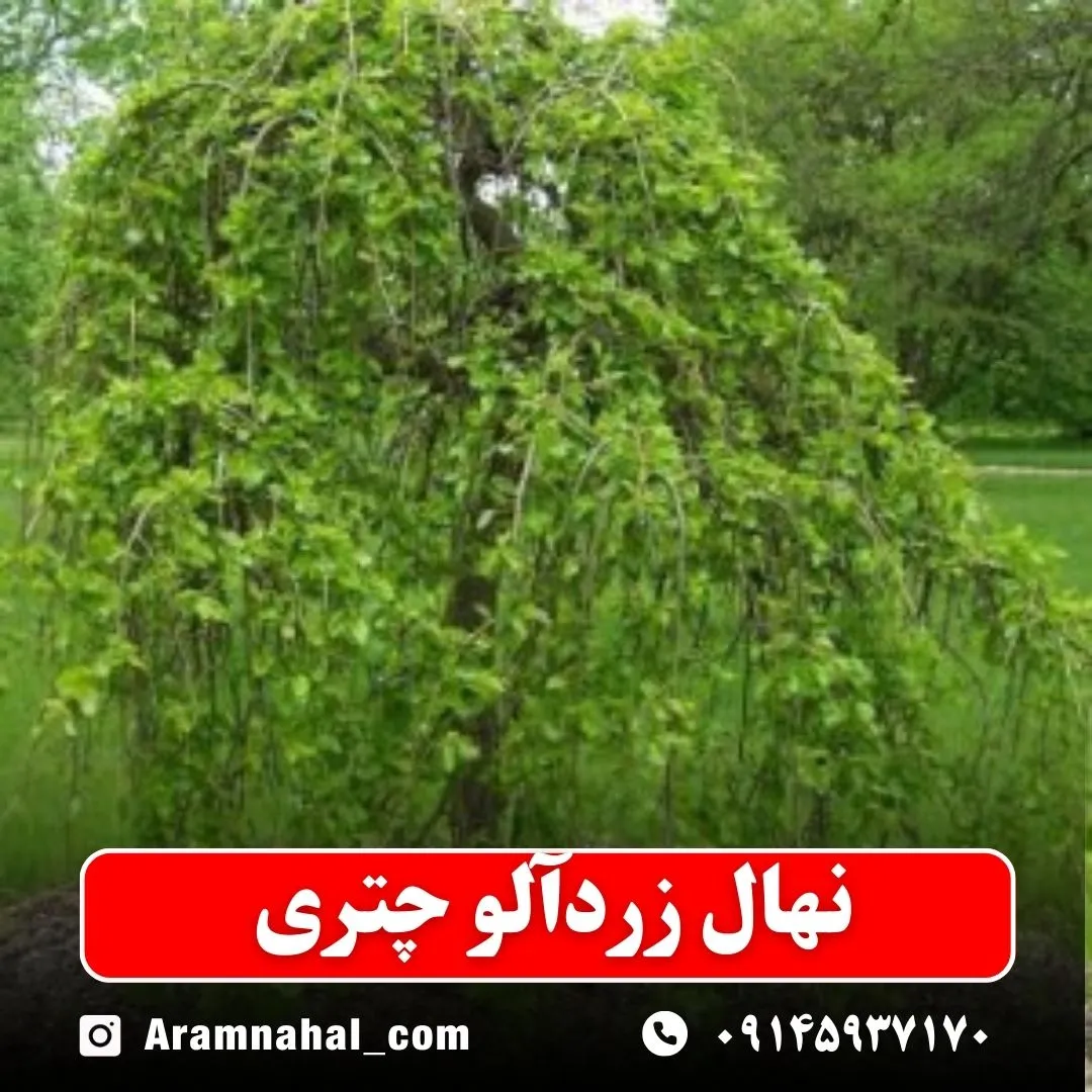 نهال-زردالو-چتری-نهالستان-آرام-نهال