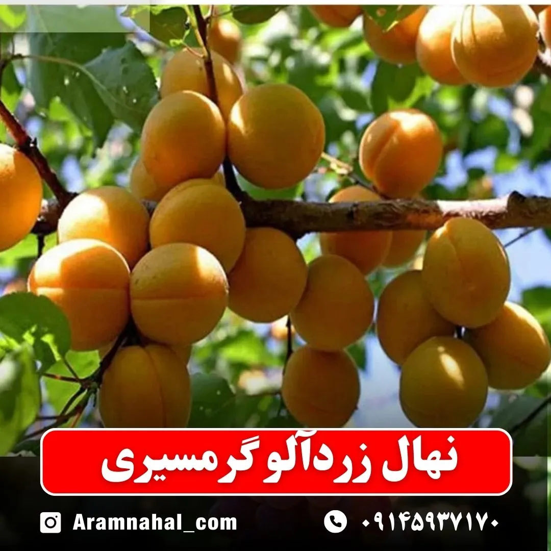 نهال-زردالو-گرمسیری-نهالستان-آرام-نهال