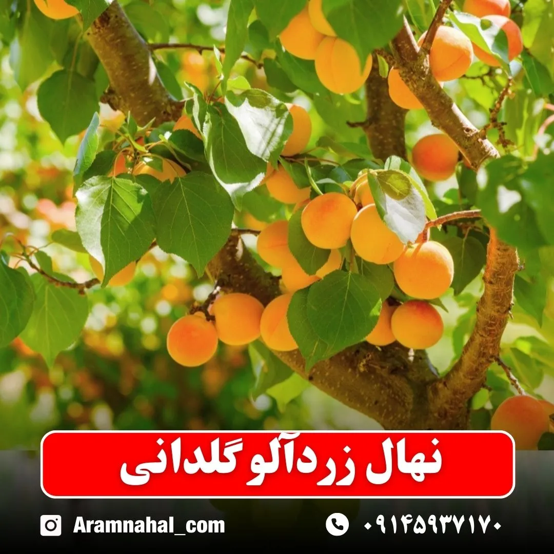 نهال-زردالو-گلدانی-نهالستان-آرام-نهال