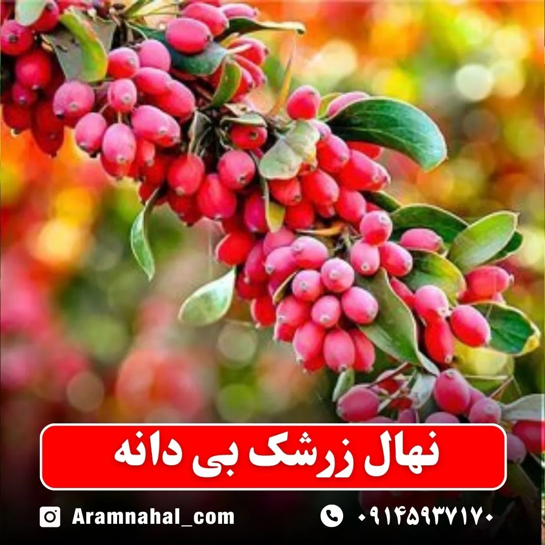 نهال زرشک بی دانه