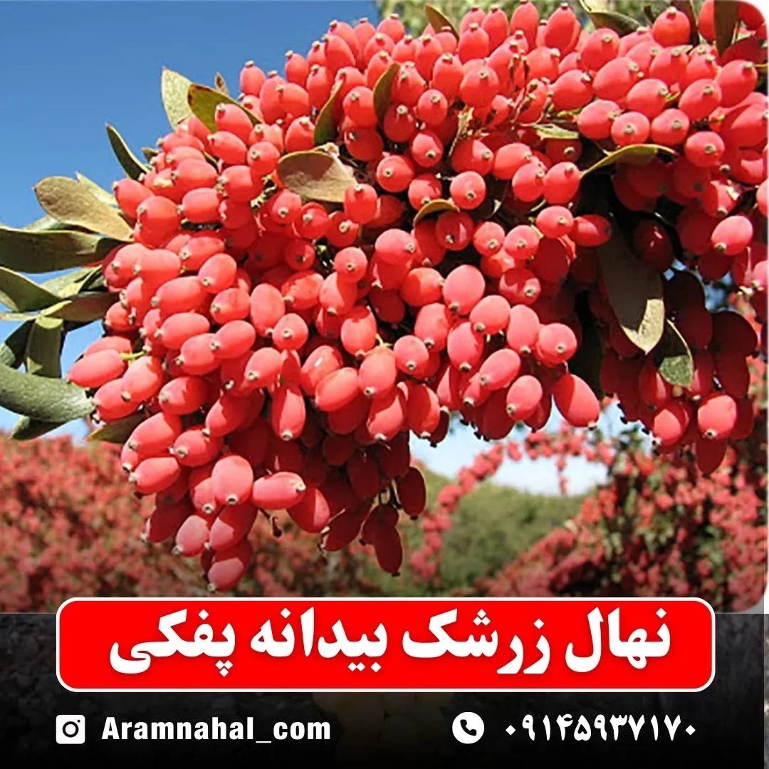 نهال-زرشک-بیدانه-پفکی-نهالستان-آرام-نهال
