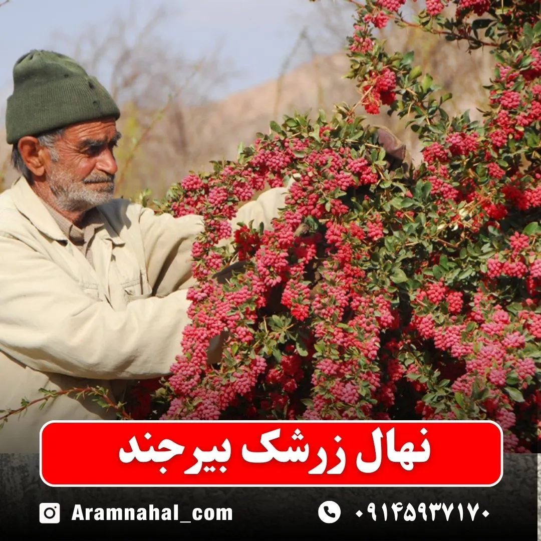 نهال زرشک بیرجند