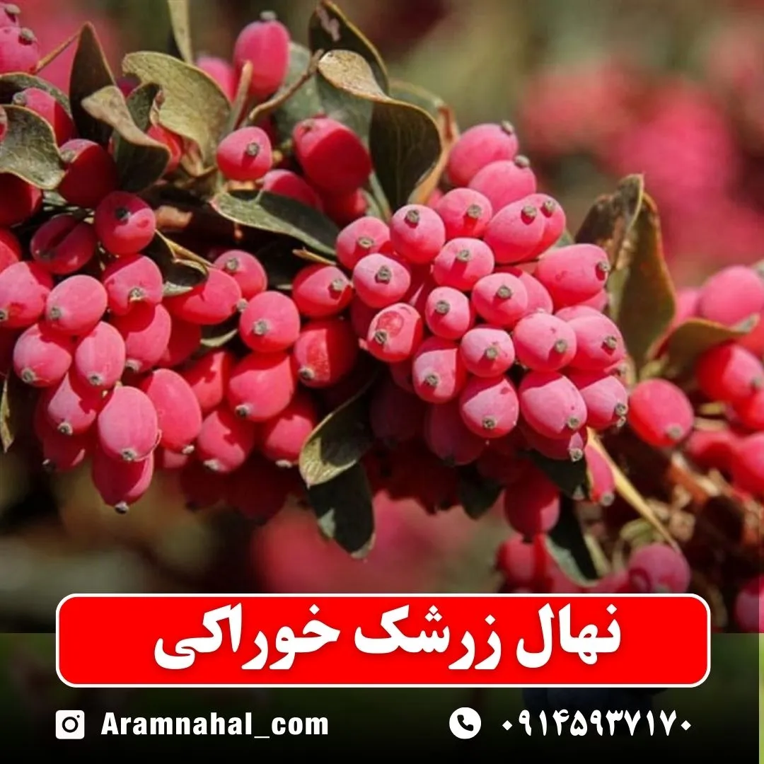 نهال زرشک خوراکی