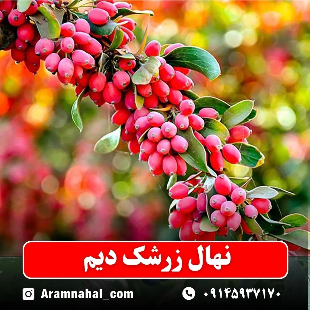 نهال زرشک دیم
