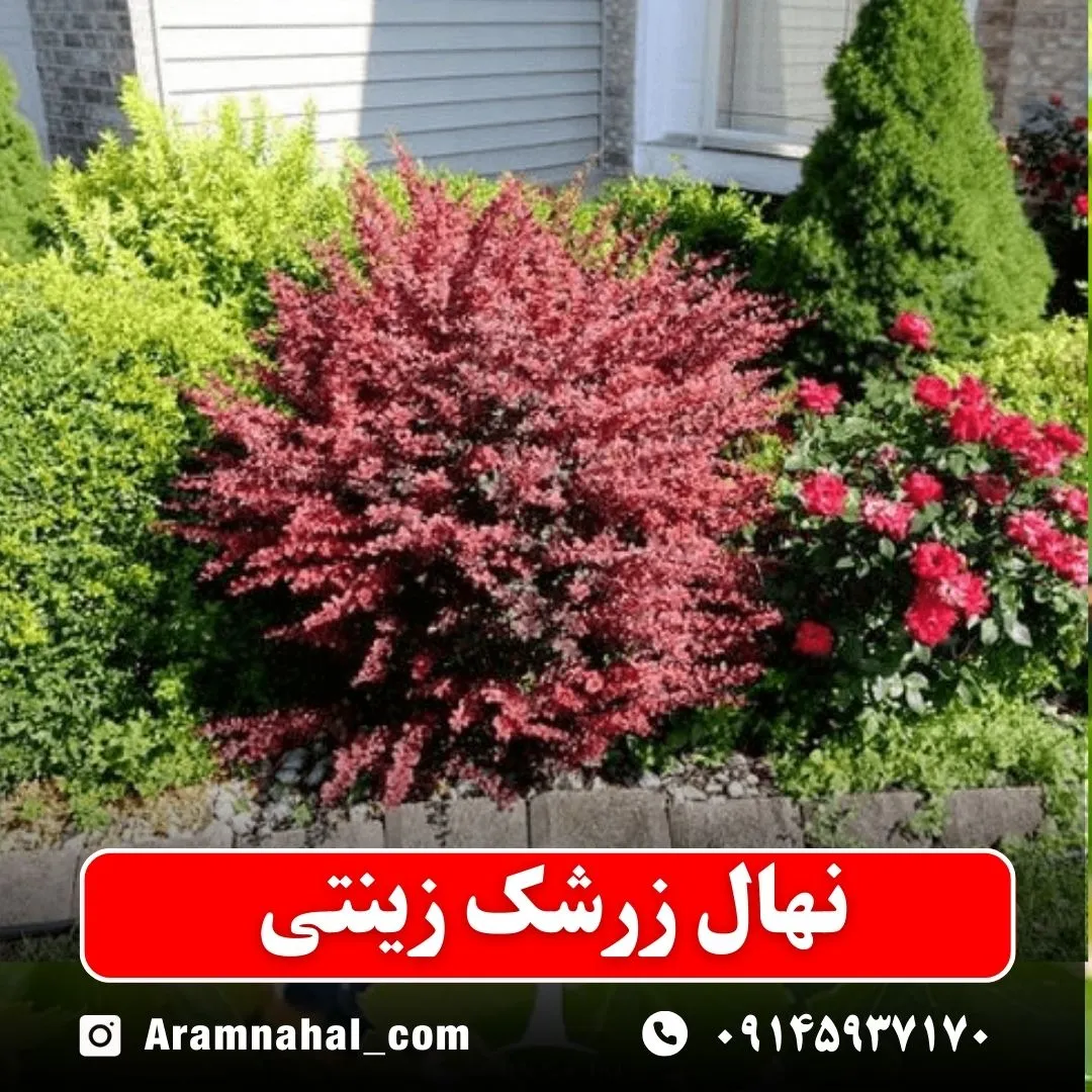 نهال زرشک زینتی