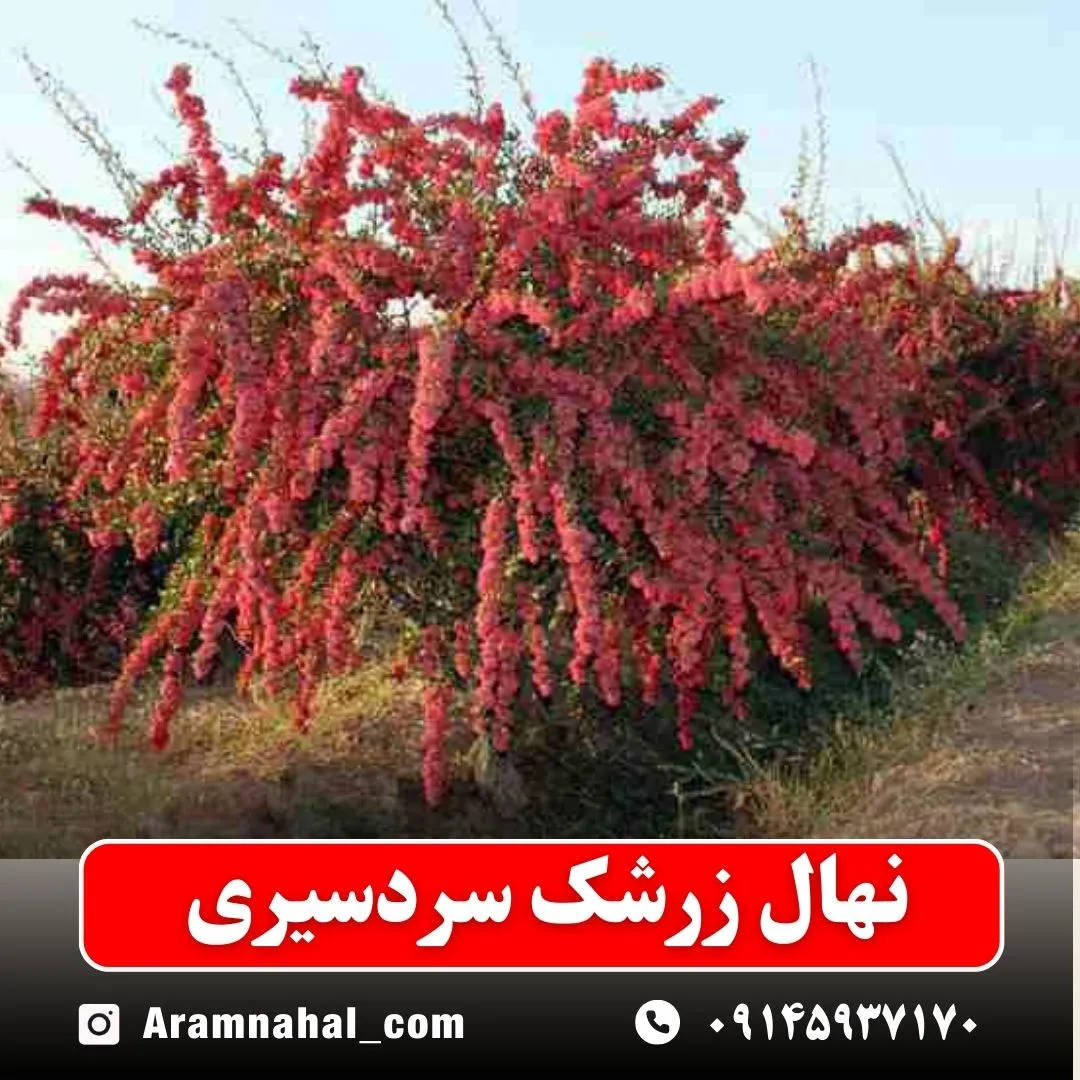 نهال زرشک سردسیری