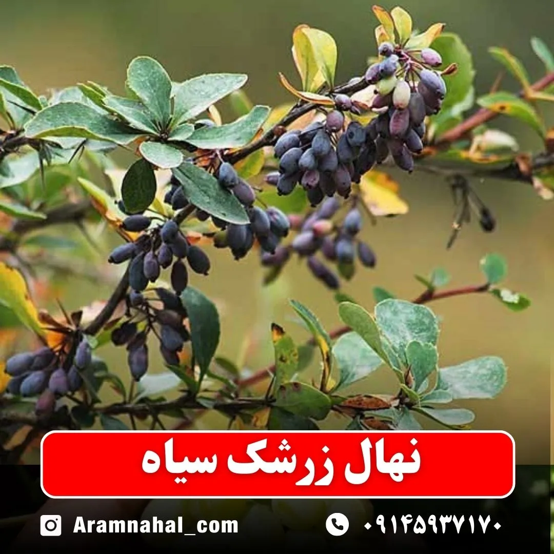 نهال زرشک سیاه