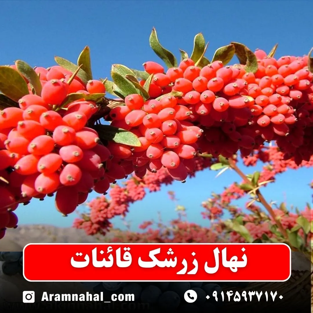 نهال زرشک قائنات