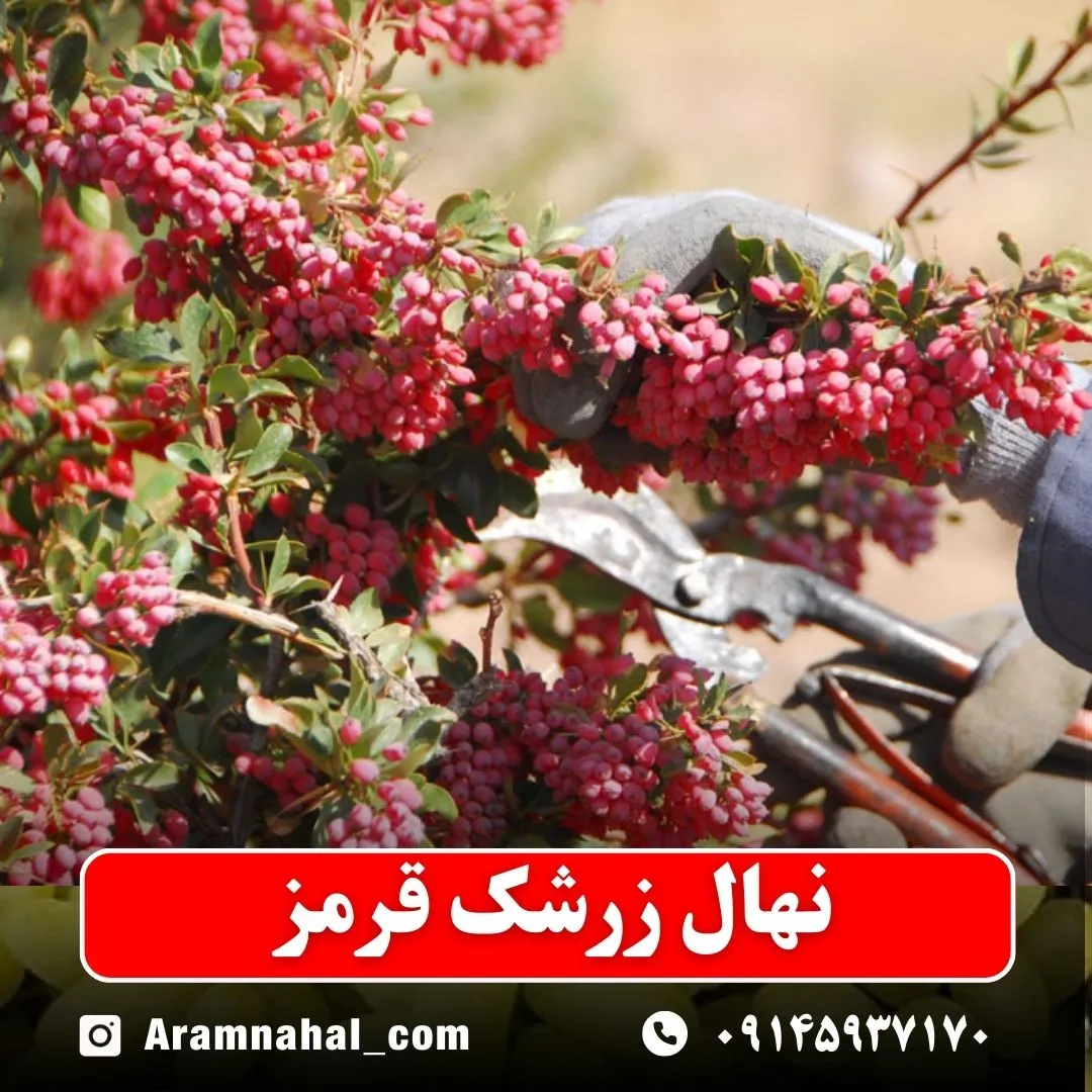نهال زرشک قرمز