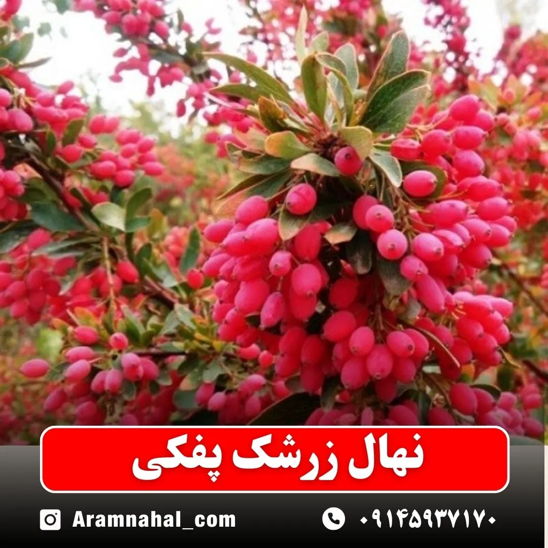 نهال زرشک پفکی