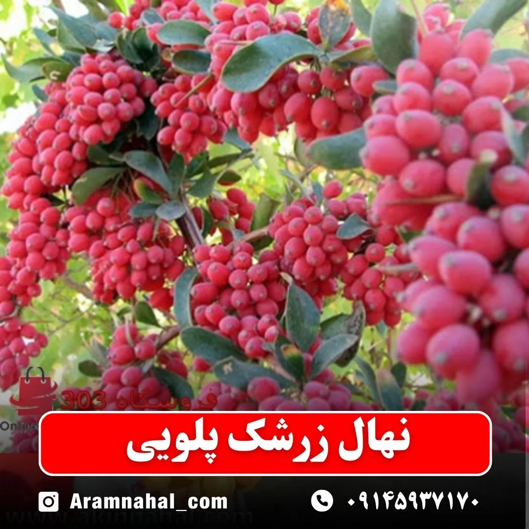 نهال زرشک پلویی