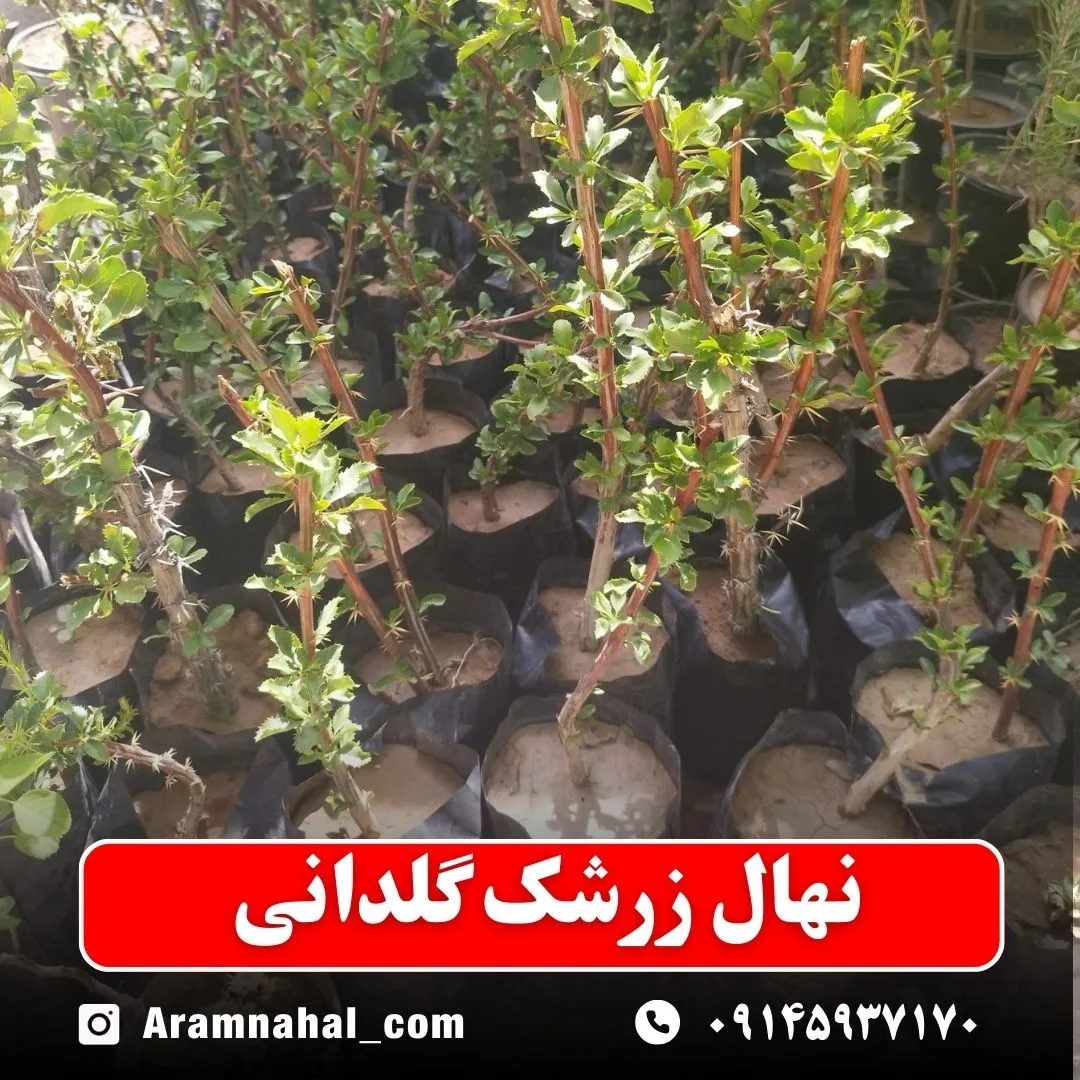 نهال زرشک گلدانی
