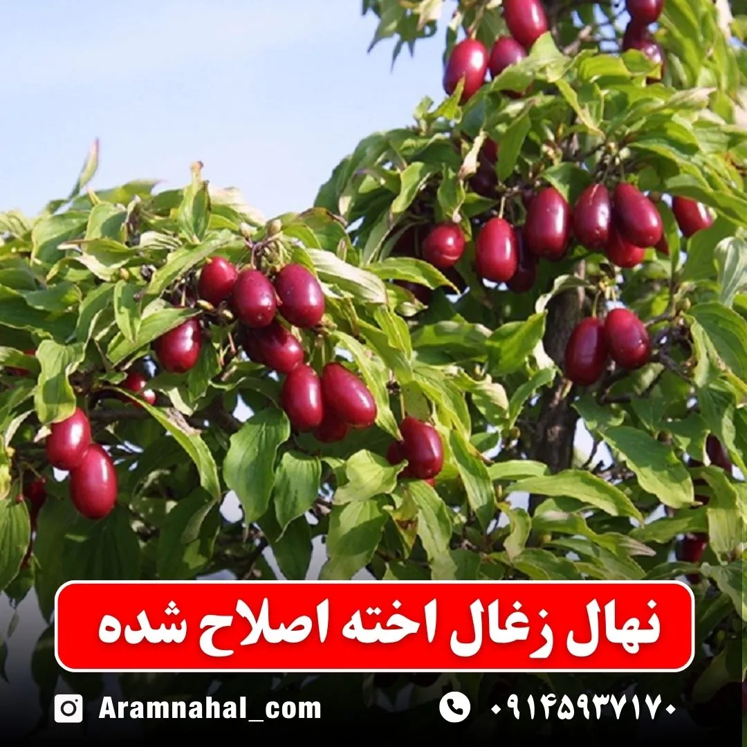 نهال زغال اخته اصلاح شده
