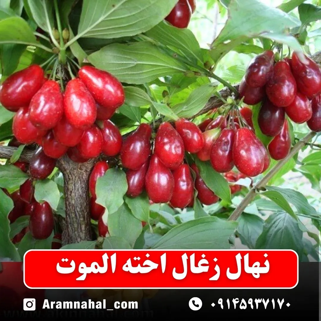نهال زغال اخته الموت