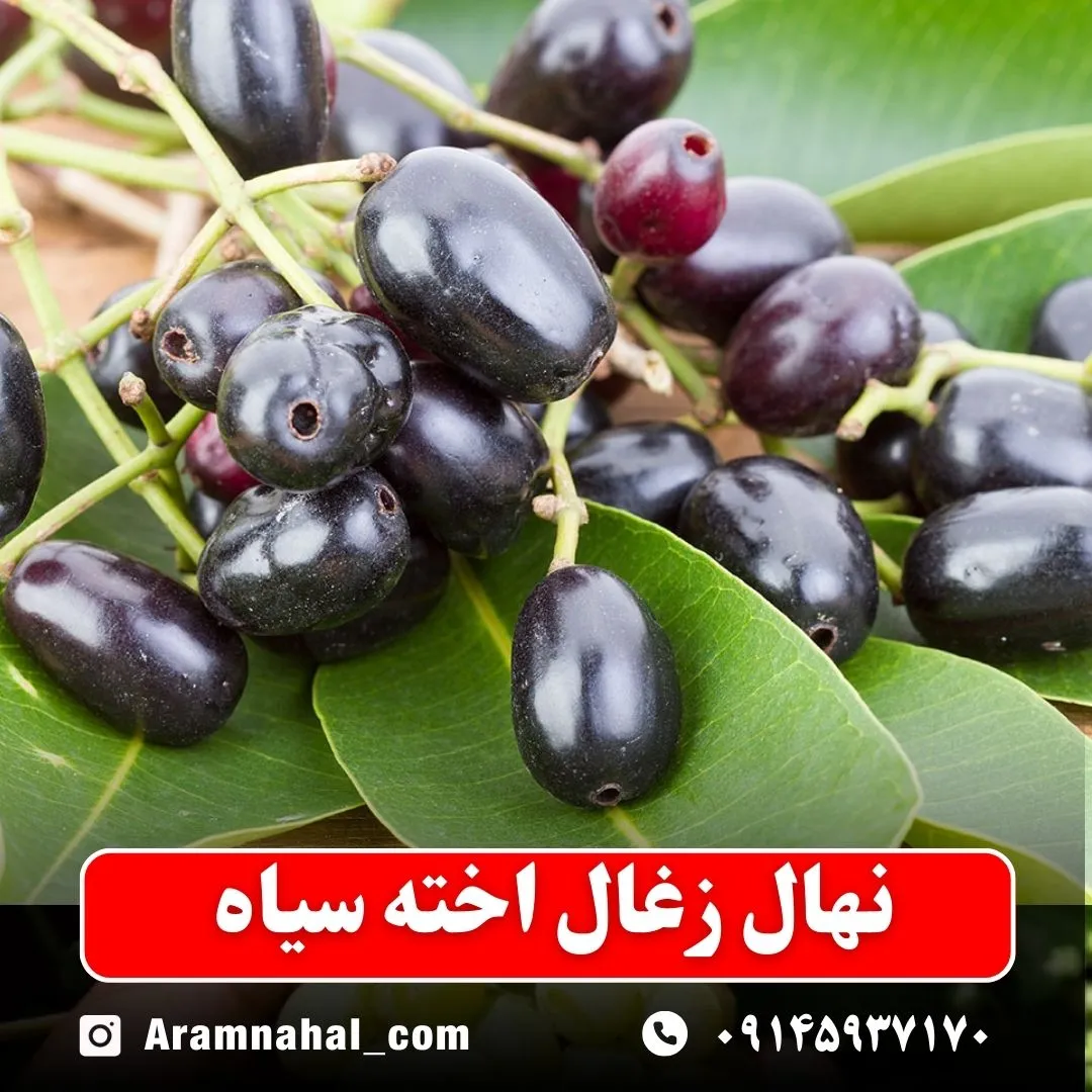 نهال زغال اخته سیاه