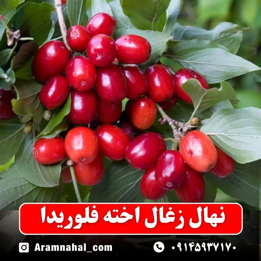 نهال زغال اخته فلوریدا