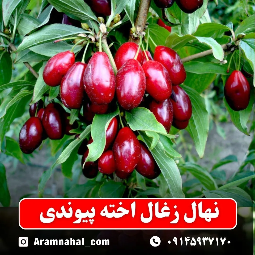 نهال زغال اخته پیوندی