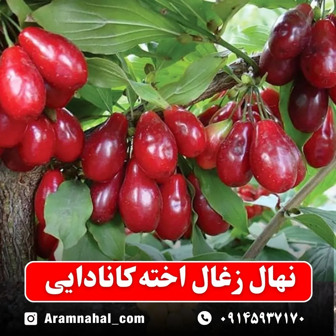 نهال زغال اخته کانادایی