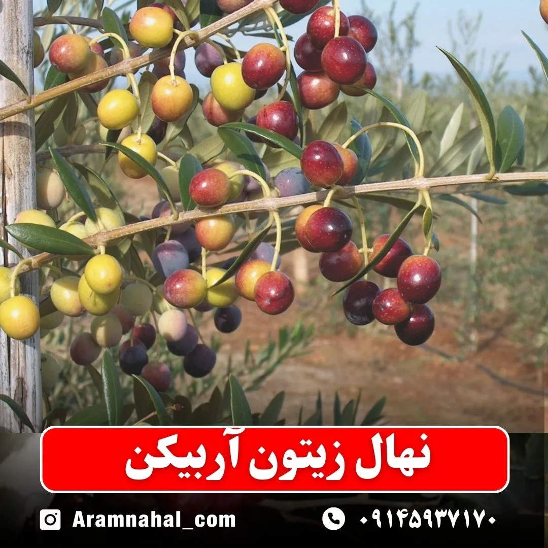 نهال زیتون آربیکن