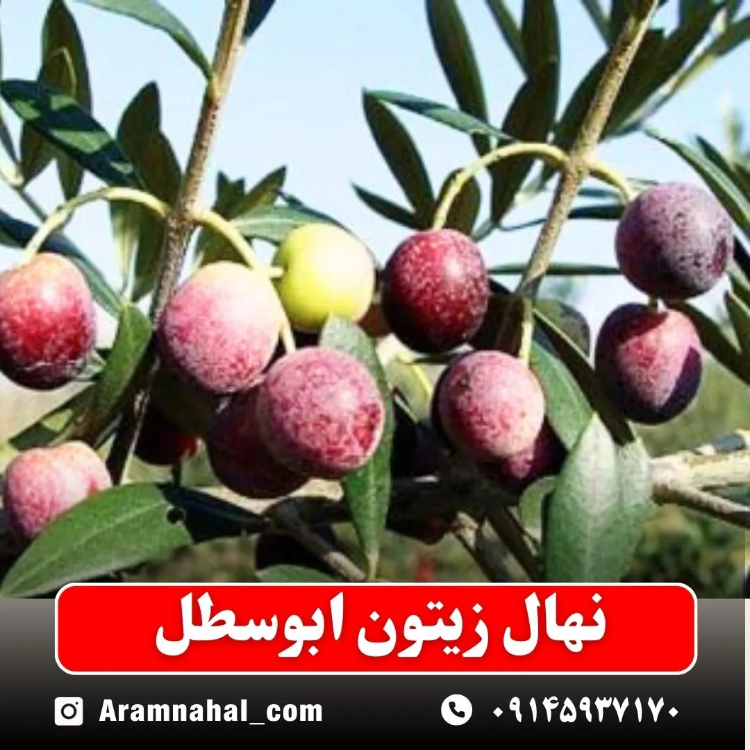 نهال زیتون ابوسطل