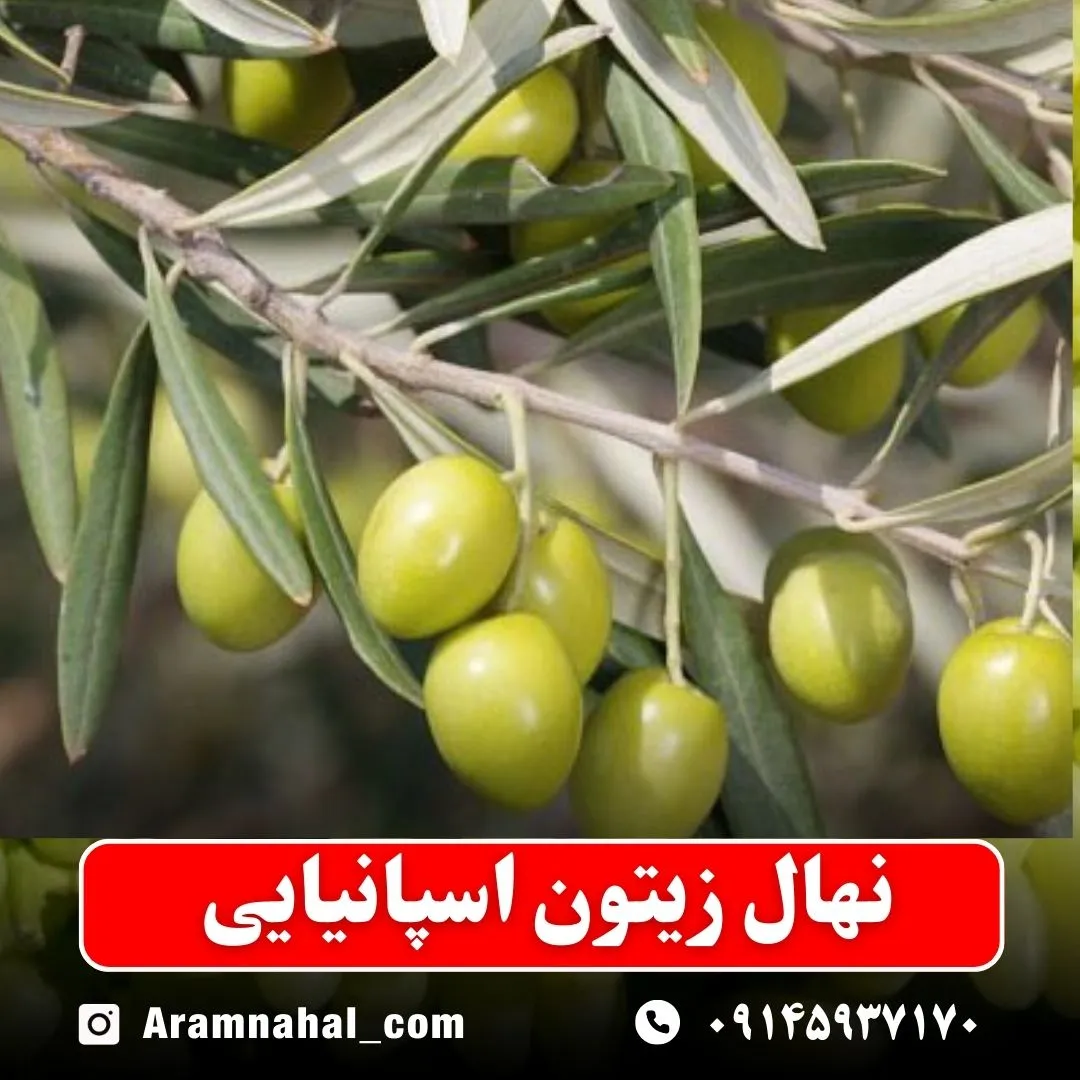نهال زیتون اسپانیایی