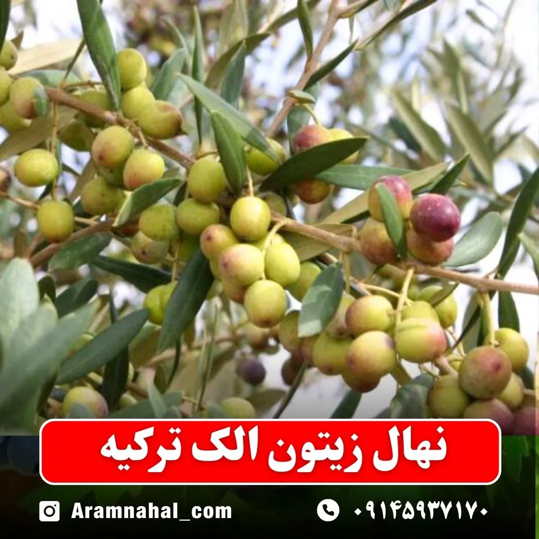 نهال زیتون الک ترکیه