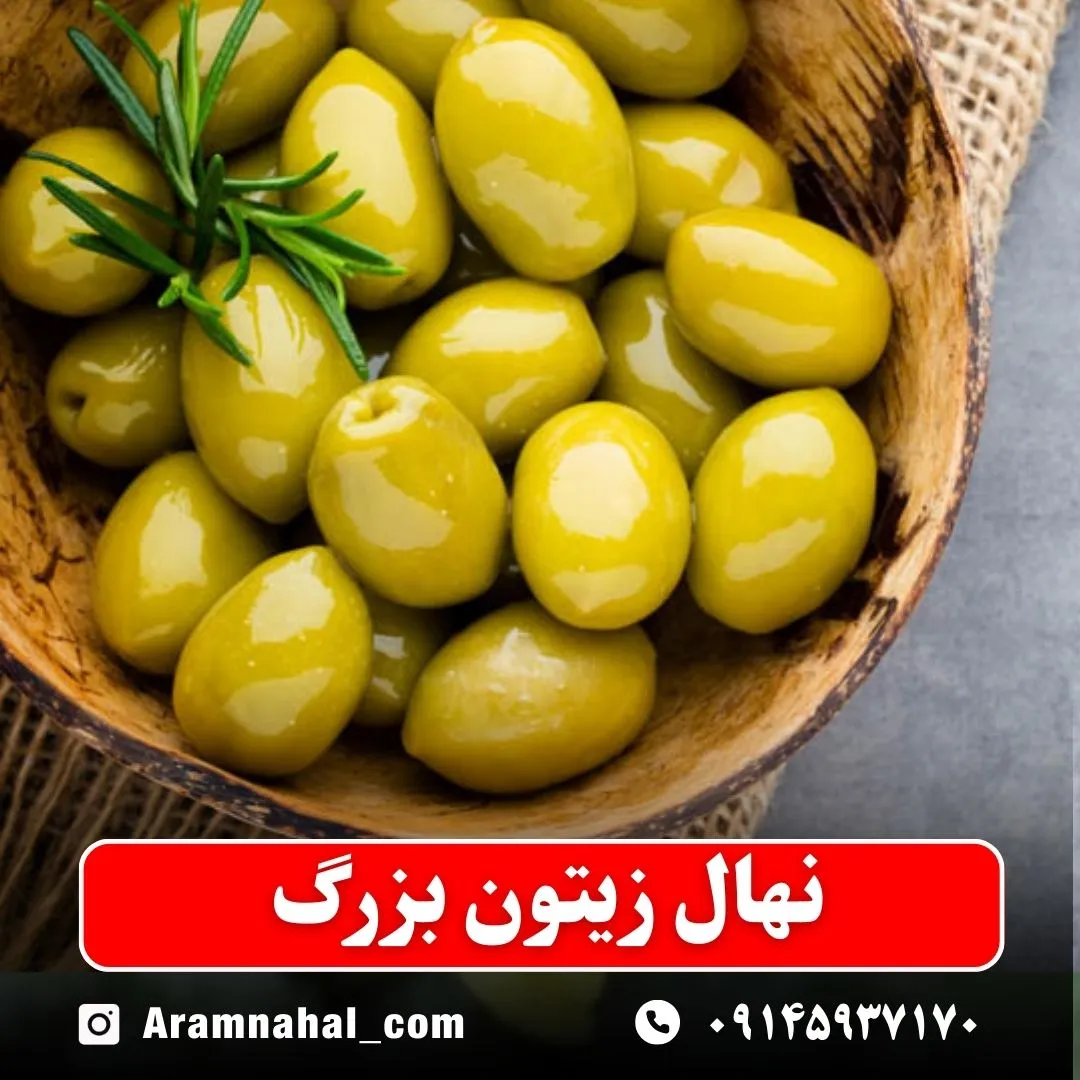 نهال زیتون بزرگ
