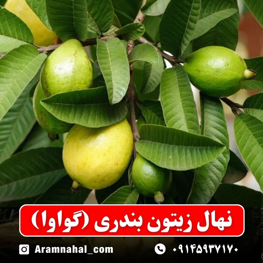 نهال زیتون بندری (گواوا)