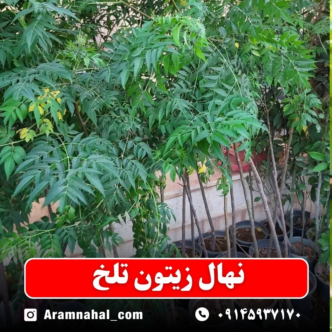 نهال زیتون تلخ