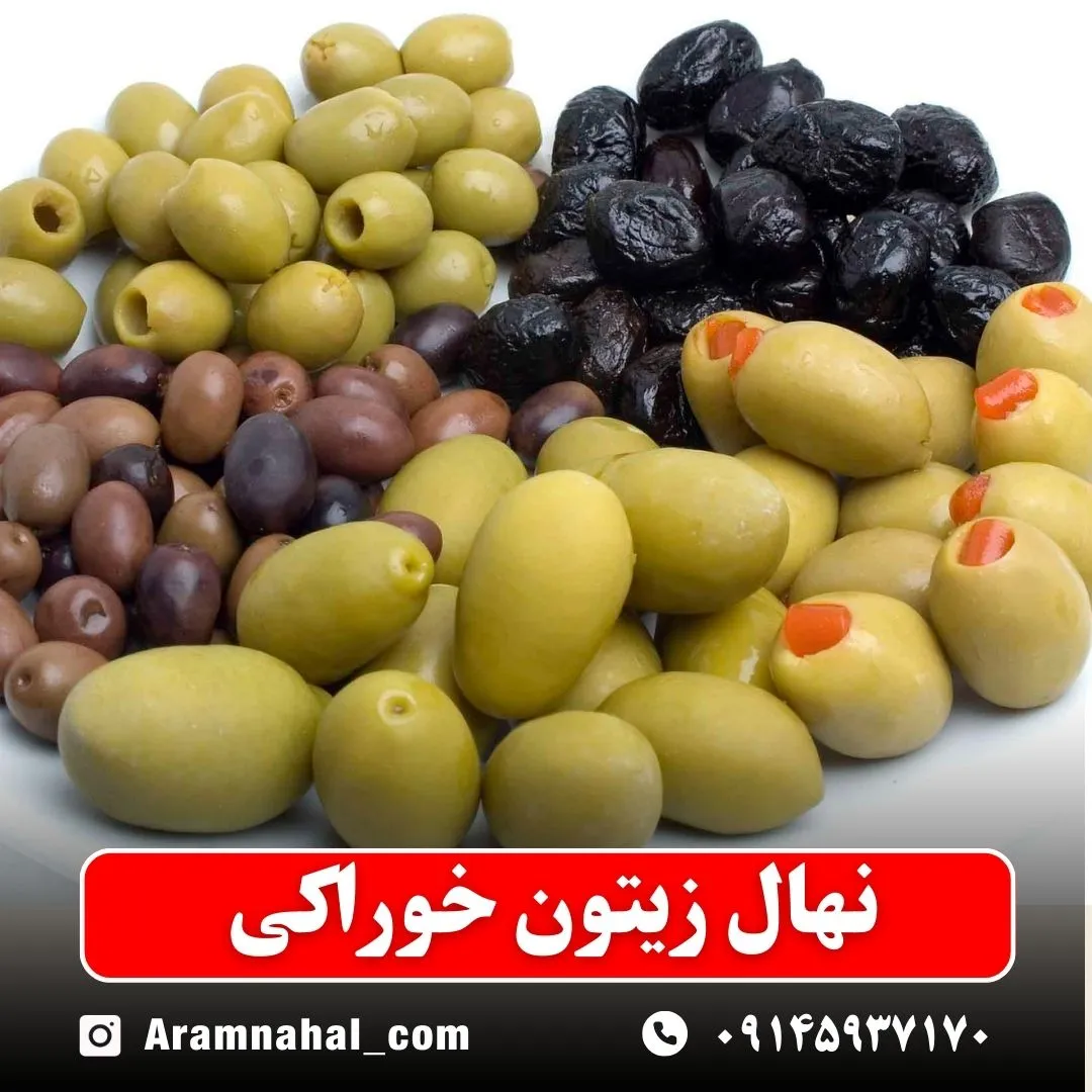 نهال زیتون خوراکی