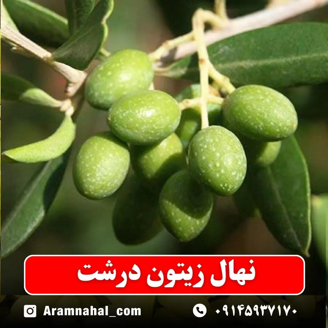 نهال زیتون درشت